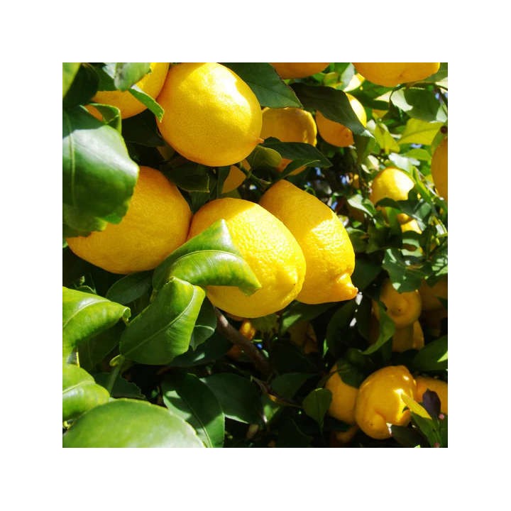 Citrus Limon amalphitanusc (Citron Amalfi Sfusato)