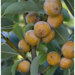 Diospyros lotus (plaqueminier d'Italie, plaqueminier lotier, prunier-dattier)