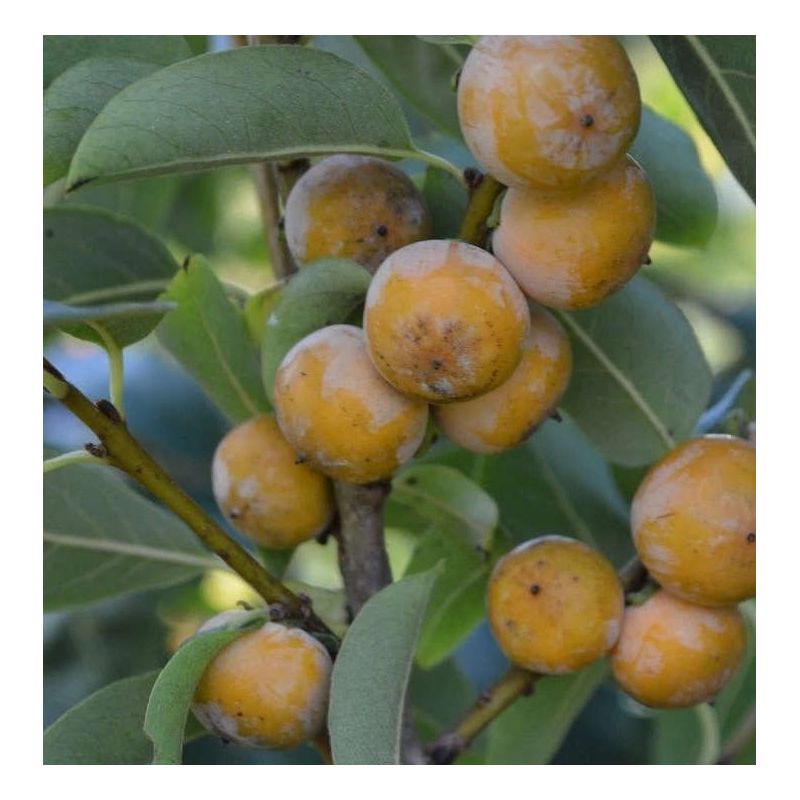 Diospyros lotus (plaqueminier d'Italie, plaqueminier lotier, prunier-dattier)