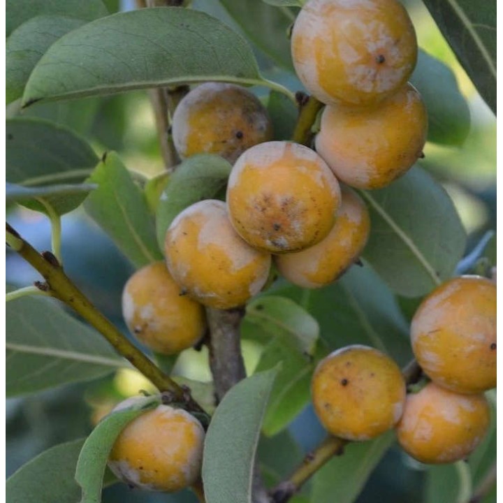 Diospyros lotus (plaqueminier d'Italie, plaqueminier lotier, prunier-dattier)