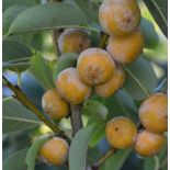 Diospyros lotus (plaqueminier d'Italie, plaqueminier lotier, prunier-dattier)