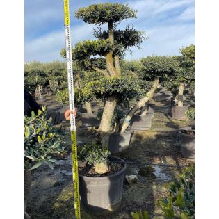 Olea europaea (Oliviers) Multi-plateaux