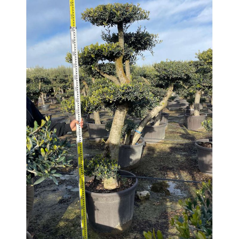 Olea europaea (Oliviers) Multi-plateaux