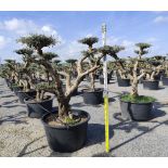 Olea europaea (Oliviers) Multi-plateaux