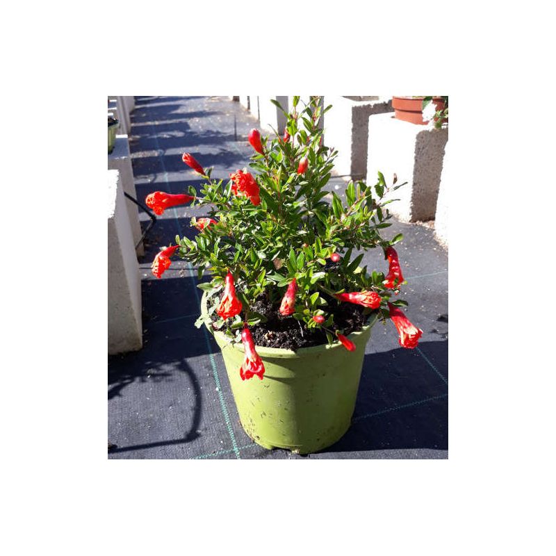 Punica granatum nana (Grenadier nain à fruits)