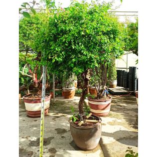 Bougainvillier hybride (bougainvillier)