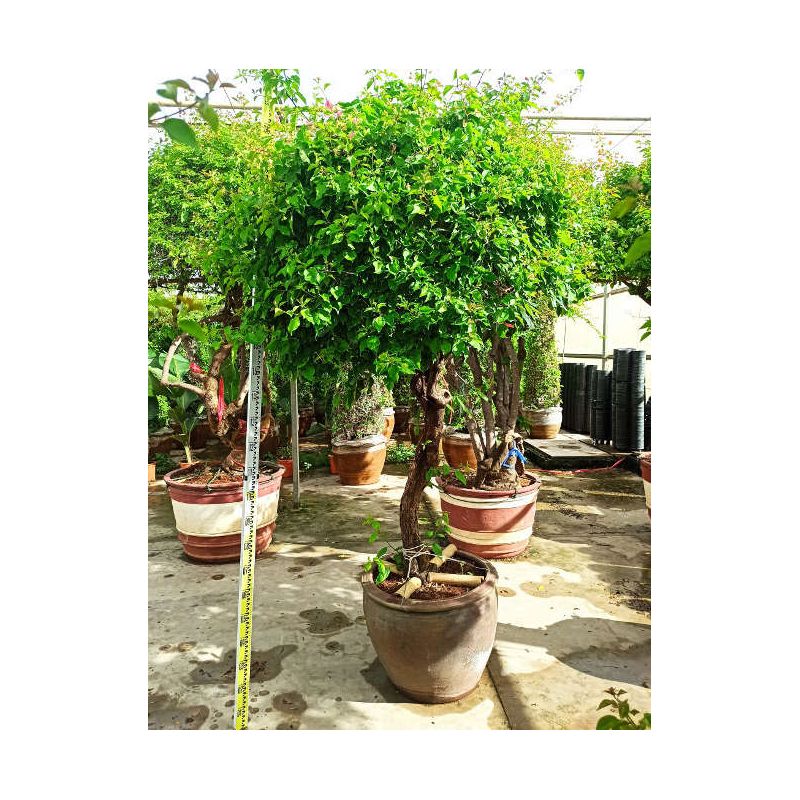 Bougainvillier hybride (bougainvillier)