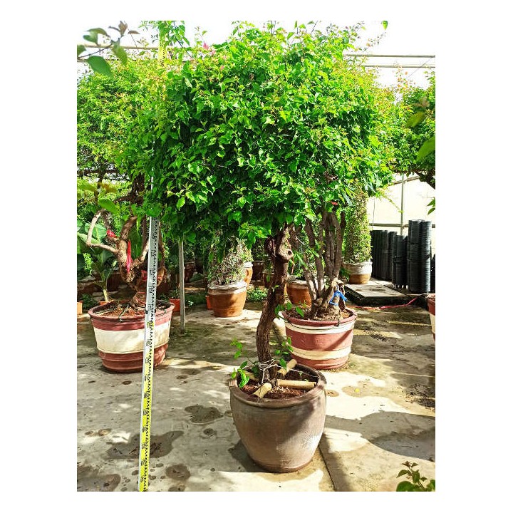 Bougainvillier hybride (bougainvillier)
