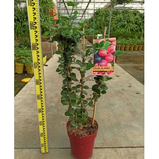 Carissa macrocarpa (prunier du Natal)