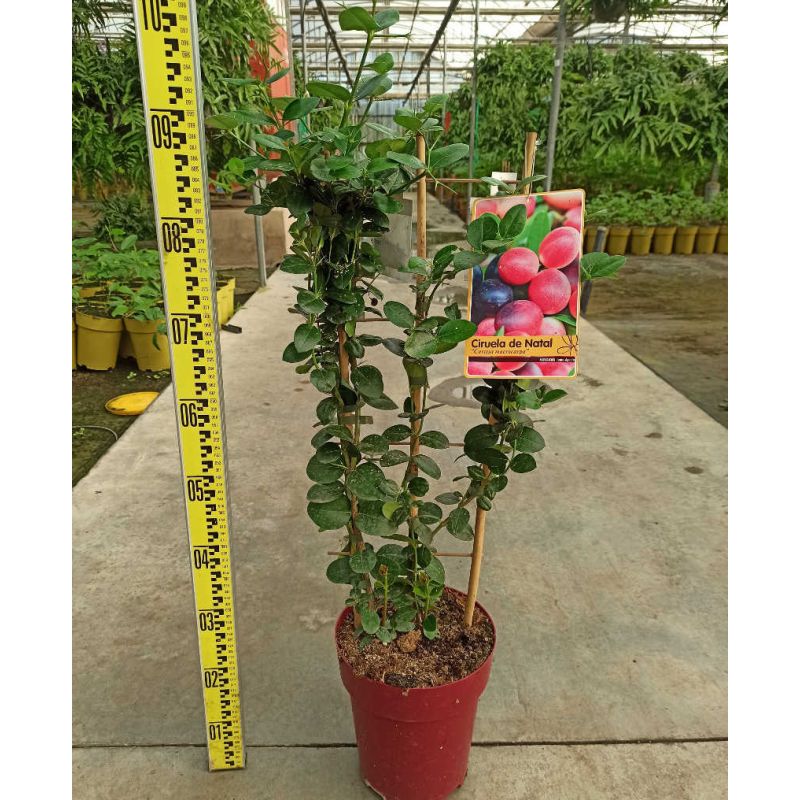 Carissa macrocarpa (prunier du Natal)