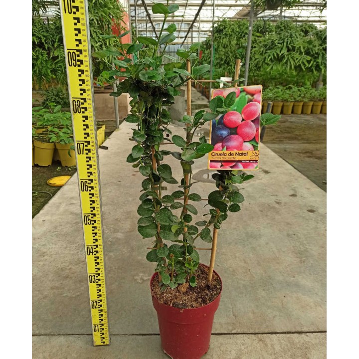 Carissa macrocarpa (prunier du Natal)