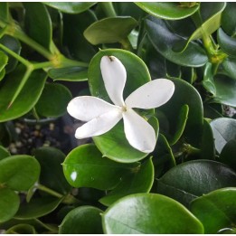 Carissa macrocarpa (prunier du Natal)