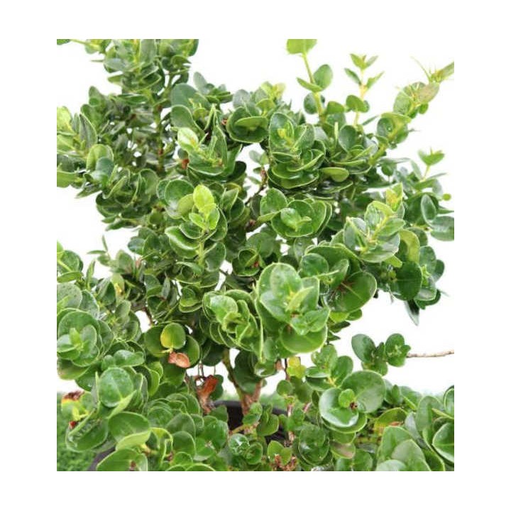 Carissa macrocarpa 'Prostrata' (prunier du Natal)