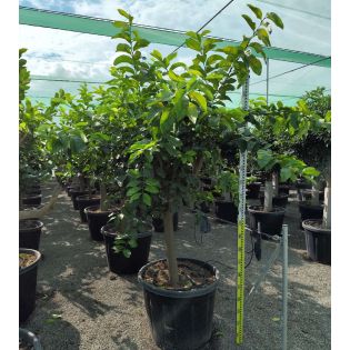 Citrus limon ADULTE (citronnier)