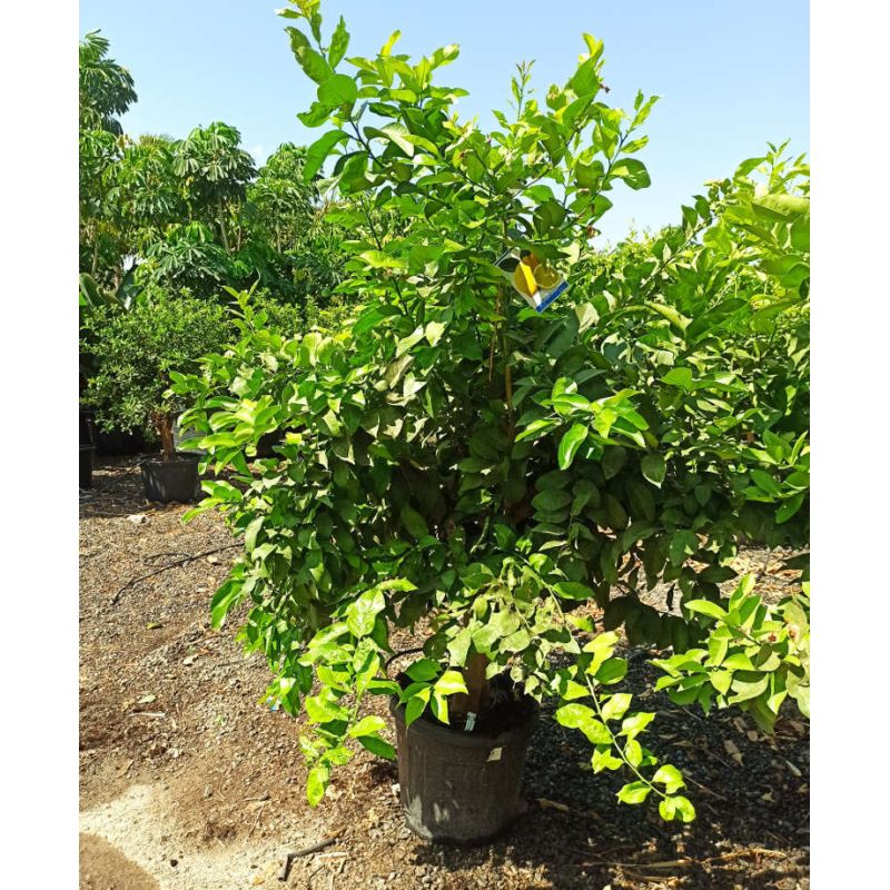 Citrus limon ADULTE (citronnier)