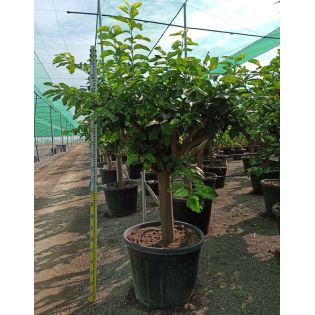 Citrus limon ADULTE (citronnier)