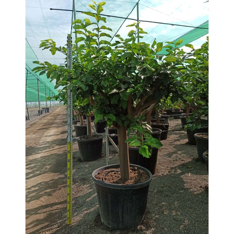 Citrus limon ADULTE (citronnier)