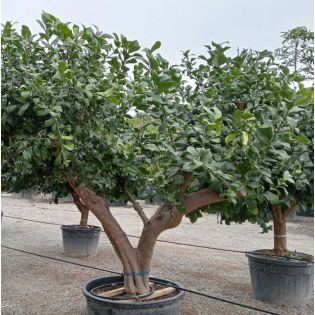 Citrus limon ADULTE (citronnier)