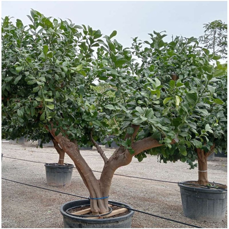 Citrus limon ADULTE (citronnier)