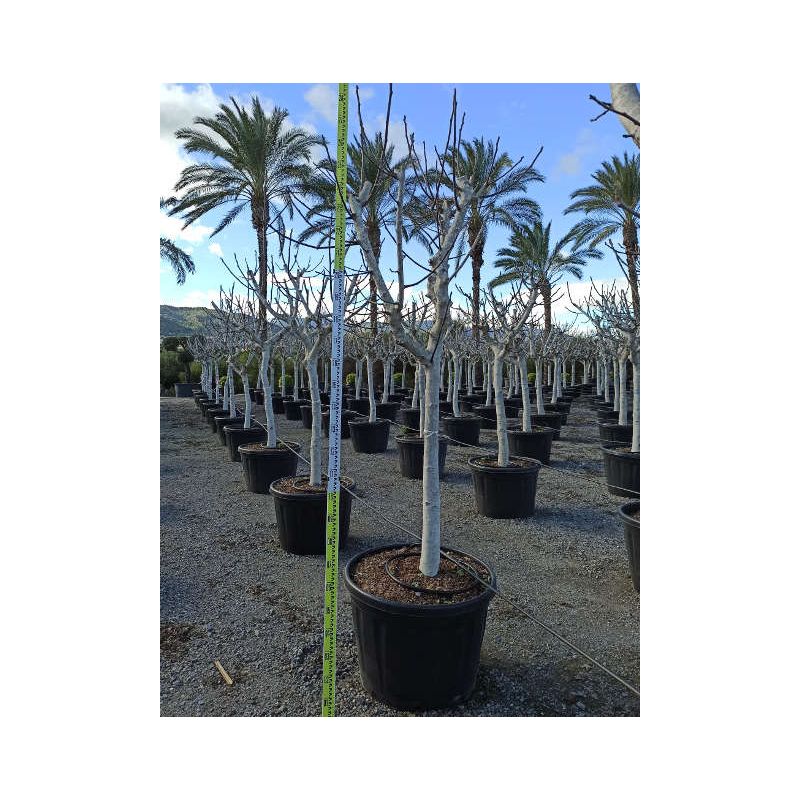 Ficus carica (figuier)