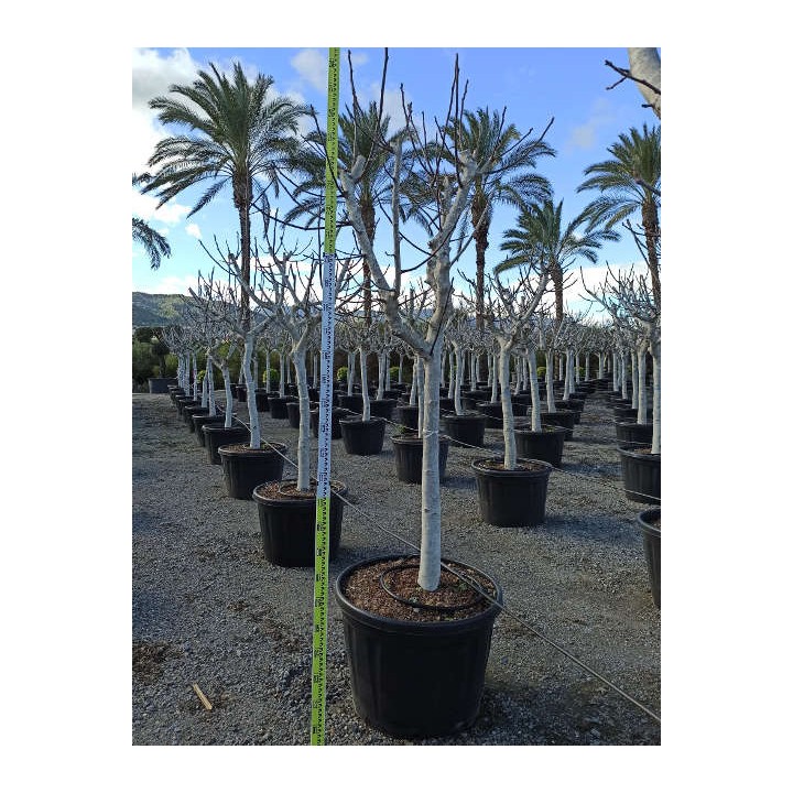 Ficus carica (figuier)