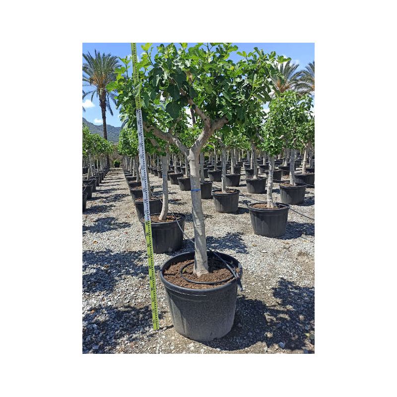 Ficus carica (figuier)