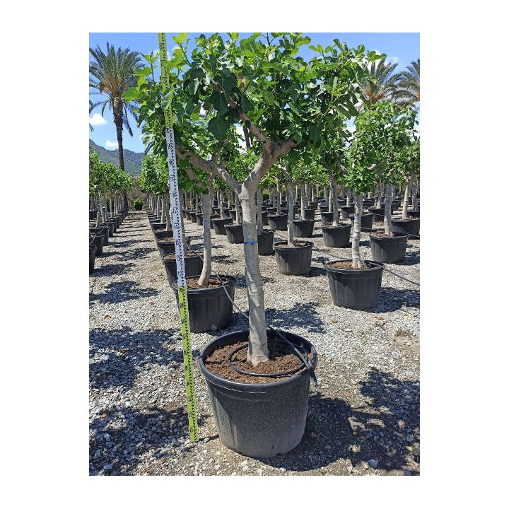 Ficus carica (figuier)