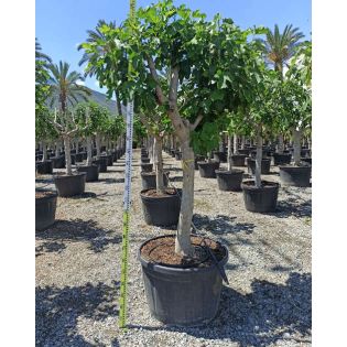 Ficus carica (figuier)