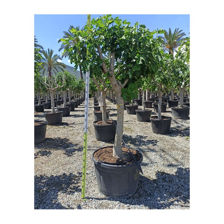 Ficus carica (figuier)