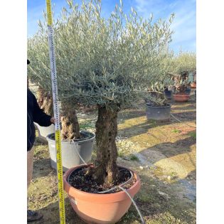 Olea europaea (Oliviers) gros sujets