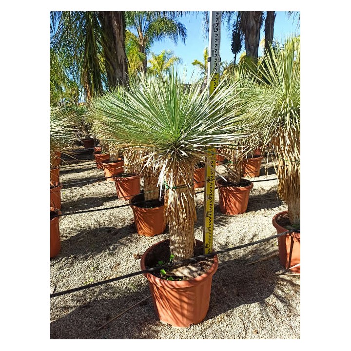 Yucca rostrata