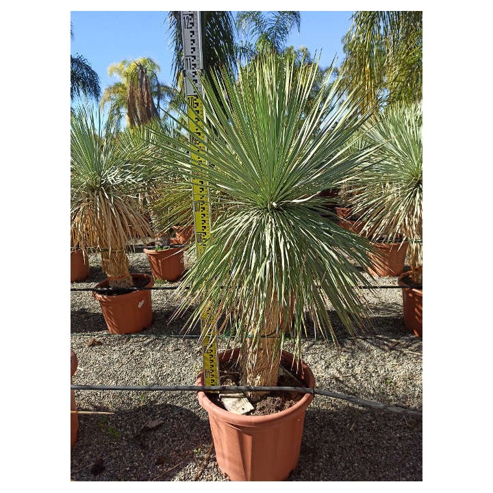 Yucca rostrata