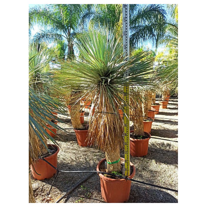 Yucca rostrata