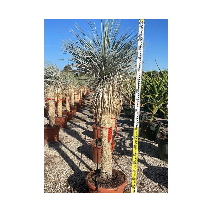 Yucca rostrata