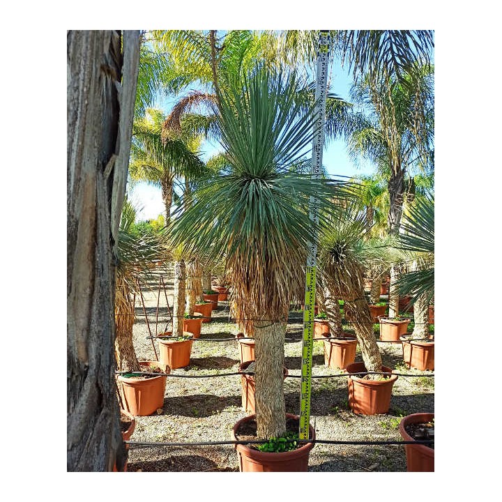 Yucca rostrata