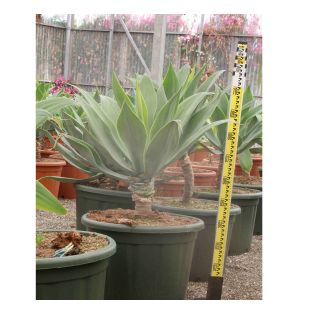 Agave attenuata