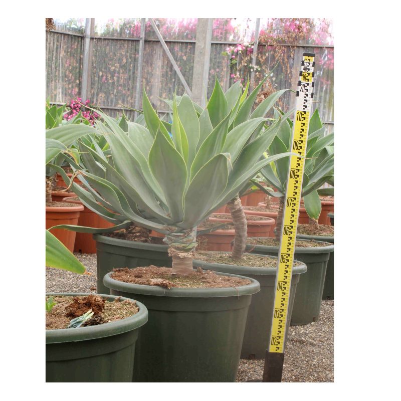 Agave attenuata