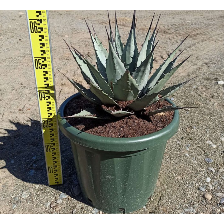 Agave parryi sp. parryi