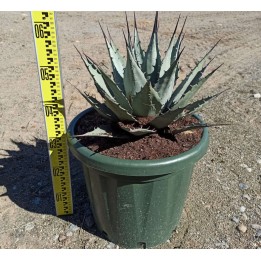 Agave parryi sp. parryi
