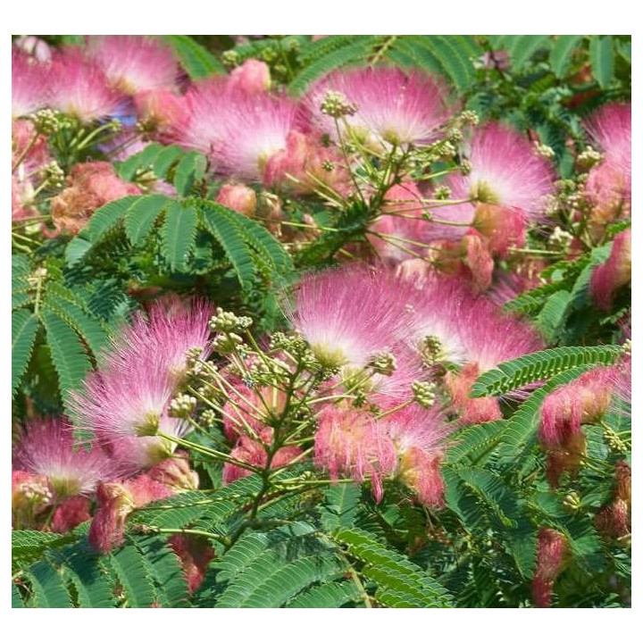 Albizia julibrissin (Arbre à soie rose - Acacia de Constantinople)