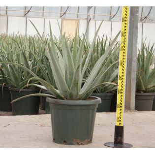 Aloe vera (syn. A. barbadensis)