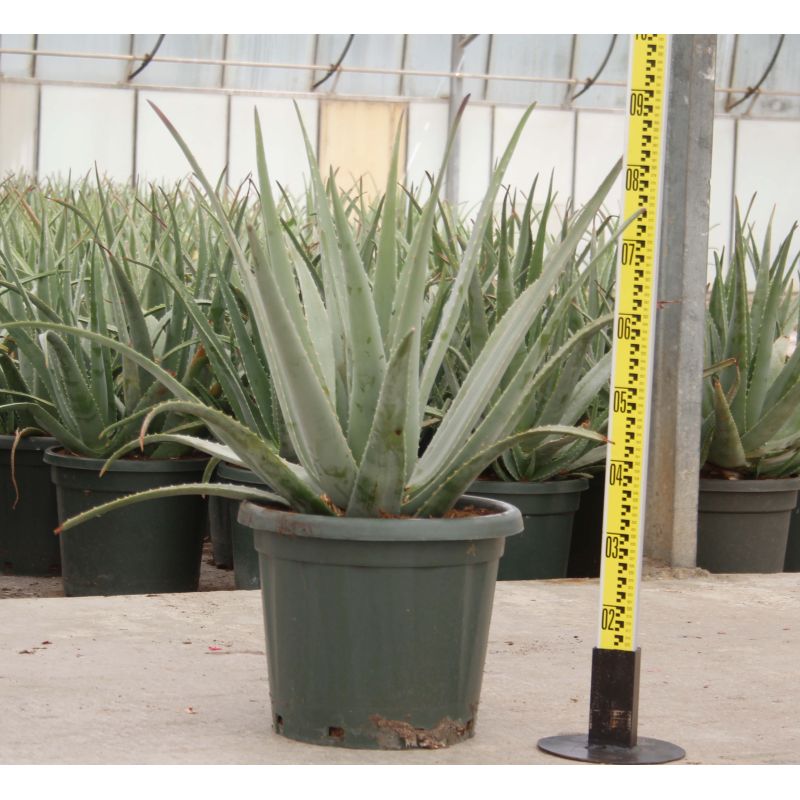 Aloe vera (syn. A. barbadensis)