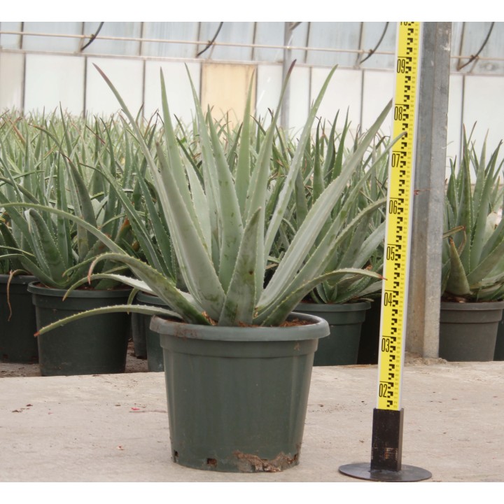 Aloe vera (syn. A. barbadensis)
