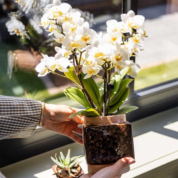 Kolibri Home | Classy Cube Decorative Pot