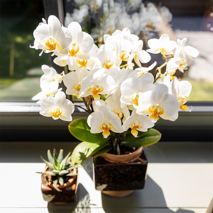 Kolibri Home | Classy Cube Decorative Pot