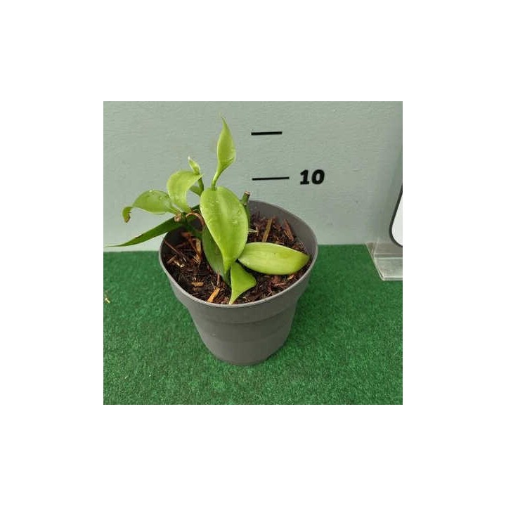Vanilla planifolia 