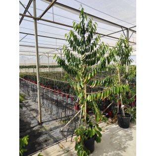 Annona muricata (Corossole)