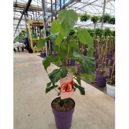 Bixa orellana (Roucou, Rocouyer, Achiote, Arbre à rouge à lèvre)
