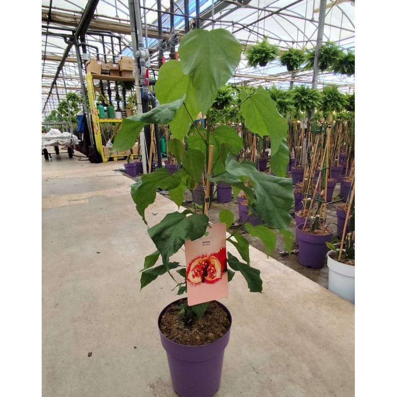 Bixa orellana (Roucou, Rocouyer, Achiote, Arbre à rouge à lèvre)