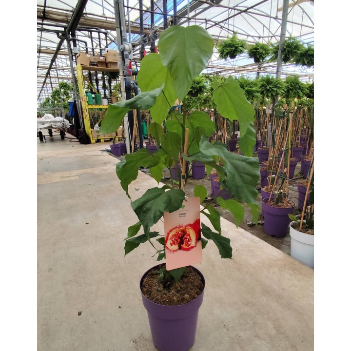 Bixa orellana (Roucou, Rocouyer, Achiote, Arbre à rouge à lèvre)